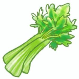 夏秋旬であるセロリにダイエット効果が！含まれている栄養とは！？