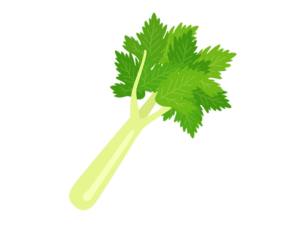 ダイエット中にもオススメ！セロリの効果や食べ方についてご紹介！