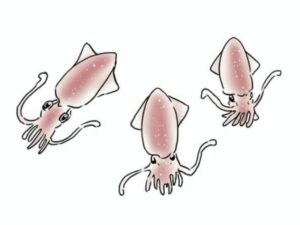 ホタルイカはカラダ作りに向いている食品です！含まれている栄養とは？