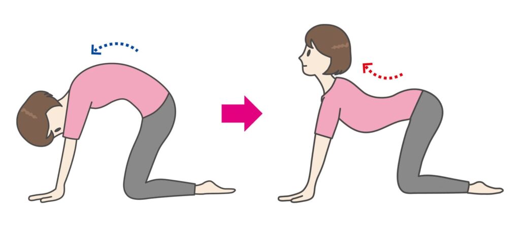 キャット＆カウ