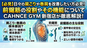 【必見】日々の肩こりや巻肩を改善したい方必見！前鋸筋の役割やその機能についてCAHNCE GYM 新宿店が徹底解説！
